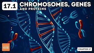 IGCSE Biology  Chromosomes genes and proteins 171 [upl. by Annavoeg]