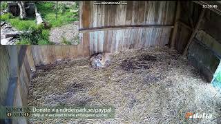 Amur tiger cubs playing at Nordens Ark [upl. by Pitchford]