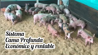 Sistema de Cama Profunda para Crianza de Cerdos Económico Efectivo Rentable🐷🐖💵💰 [upl. by Carbrey]