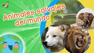 Animales Salvajes para Niños Videos Educativos para Niños [upl. by Pitzer]