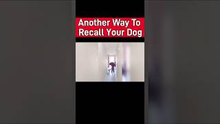 Another Method To Teach A Dog To Come When Called Recall [upl. by Wallraff]