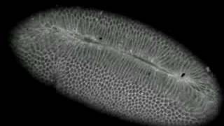 Drosophila gastrulationventral furrow formation [upl. by Penland]