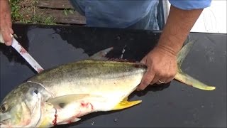 Can You Eat Jack Crevalle Trash Fish or Treasure Smoked Jack Crevalle How to Cook Jack Crevalle [upl. by Eedolem946]