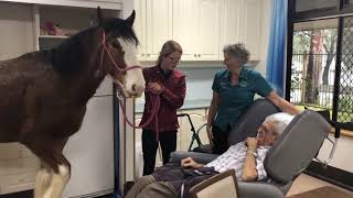 A visit from the Clydesdale Horses [upl. by Gunther]