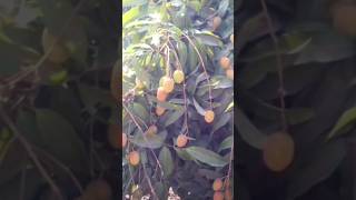 लीची का पौधा कैसे लगाएं Lichi ka paudha agriculture gardening [upl. by Dino]