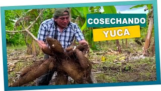 La mejor cosecha de yucas con don valentin [upl. by Buckingham]