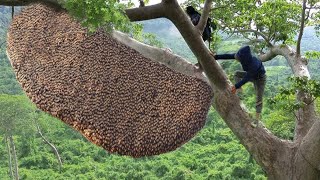 How I harvested wild honey from this scary tall tree [upl. by Viquelia]