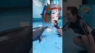 Dolphin lover 💝 💞🤗ll 💙 WhatsApp status video 📸 youtubeshorts shorts short shortvideo [upl. by Hgielyak368]