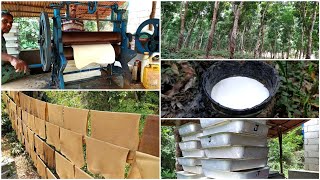 How natural Rubber is Made from Trees  Rubber Harvesting and Processing  Rubber Tapping Method [upl. by Betti]