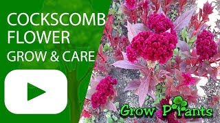 Cockscomb flower  grow care Harvest and Eat also Cut flower [upl. by Ilenna]