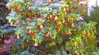 Abutilon hybrids  Chinese Lantern [upl. by Laris477]