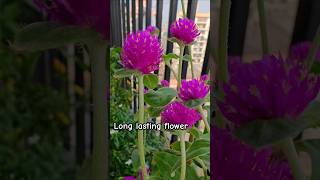 Gompherna flowergomphrena laxmiflower [upl. by Hayidan240]