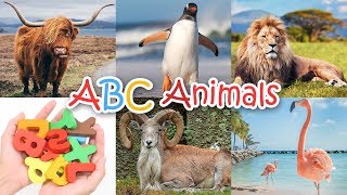 Alphabet Animals  Learn animal names from A to Z  Learning ABC for kids [upl. by Jestude]