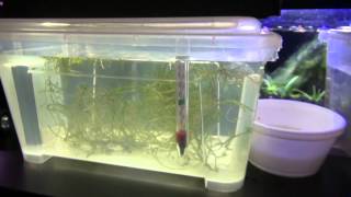 Part 5 How to hatch Nothobranchius Rachovii killifish and new killifish species [upl. by Yrahcaz]