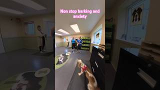 One yearold spaniel nonstop barking and anxiety 1st session [upl. by Nalda]