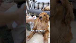 The correct way to use dog hair hair loss combing floating hair comb cute pets golden retri [upl. by Aryc]