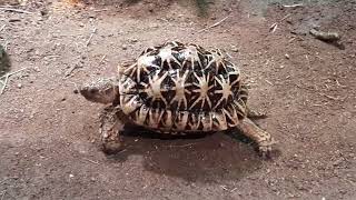 Indian Star Tortoise  Singapore Zoo [upl. by Aehsila]