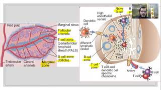 General Embryology  Detailed Animation On Embryonic Folding [upl. by Par10]