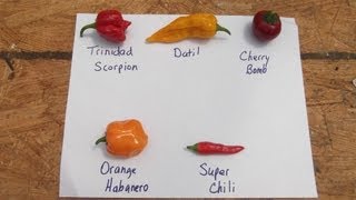 Hot Pepper Seed Saving [upl. by Magena]