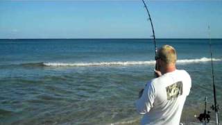 FinNor Spinning Reel Catches 100 lb spinner sharks [upl. by Anaerb]