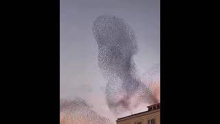 The waltz dance of the birds Sassari Italy [upl. by Ardnal]