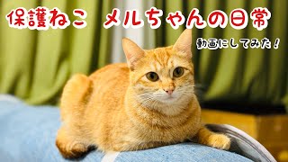 保護ねこの茶トラ、メルちゃんの日常を動画にしてみた！猫好きの方に見てほしい😊 [upl. by Mages646]