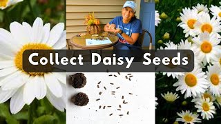 How To Collect Shasta Daisy Seeds 🌱 Harvest Store Save [upl. by Gabie675]