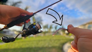 Florida Ultralight Fishing for Bass and Exotics [upl. by Nylkaj727]