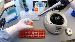 DNA Extraction Protocol  Part 2 [upl. by Lissa]