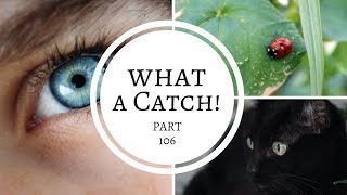 What a Catch  Part 106 A Miraculous Ladybug Fanfiction [upl. by Iknarf]