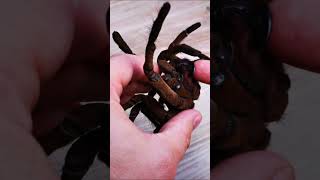 Theraphosa Stirmi Haut 😱😱😱🕷tarantula spider vogelspinne [upl. by Tristram337]