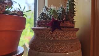 Huernia macrocarpa in bloom June 2024 [upl. by Abita]