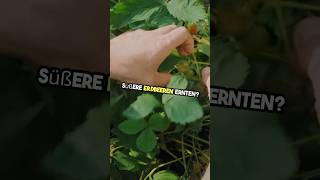 Süßere Erdbeeren ernten 🍓✨ So einfach kannst du den Geschmack intensivieren [upl. by Aretse]