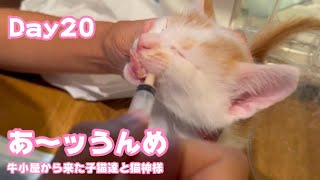 あ～ッうんめうんめぇ 牛小屋から来た子猫達と猫神様 Day20 テト112 ヌトニモ42 2024 07 26 1 [upl. by Aunson]