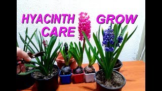 How to grow and care for Hyacinths plant [upl. by Ettevi]