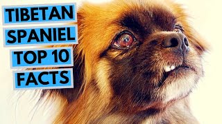 Tibetan Spaniel  TOP 10 Interesting Facts [upl. by Cesaro]