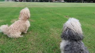 Havanese dogs Toooo much fun in the park [upl. by Orose]