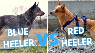 Australian Cattle Dog vs Blue Heeler vs Red Heeler  Dog Breed Comparison [upl. by Nwahc]