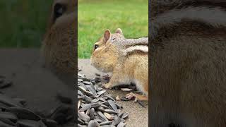 Chipper loading up for the winter ahead chipmunk chipmunks animals wildlife nature animal [upl. by Afrika]