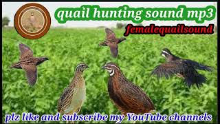 quail hunting sound mp3batair ki awaz mp3Sawalhuntingsn9vs [upl. by Wolliw346]