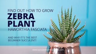 How to take care of Haworthia fasciata quotZebra Plantquot [upl. by Odnalo]