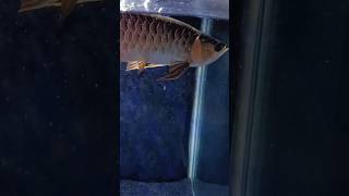 🐠🐟 Red Tail Golden Arowana eating gold fish new video🐠🐟 [upl. by Mcginnis]