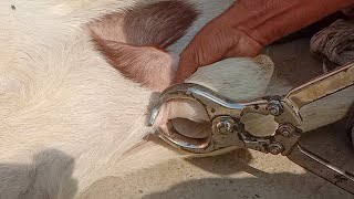 Castration in goat Buck l Castration Method by Burdizzo Castrator in Buck  Dr Ikram [upl. by Ennad]