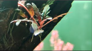 How to grow Hygrophila Pinnatifida [upl. by Hazlip]