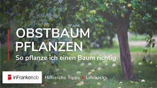 OBSTBAUM PFLANZEN So pflanze ich einen Baum richtig  Hilfreiche Tipps [upl. by Calie]