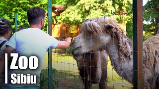 Zoo Sibiu  Romania 🇷🇴 [upl. by Simonette]