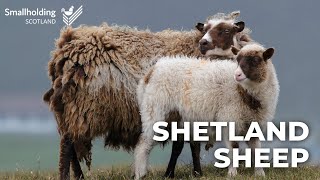 Shetland Sheep  Livestock showcase  Scottish Smallholder Festival 2020 [upl. by Xenia]