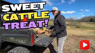 Hilarious Cattle Reactions to Wormer Treats  Midwest Homesteading [upl. by Wojak]