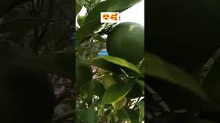 Jashan e Amed e Rasool gojol 🥰 shorts islamicgojol islamic plantlover viralvideo [upl. by Suez]