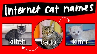 Kitteh Kitter and Catto  internet names for cats [upl. by Gerhard]